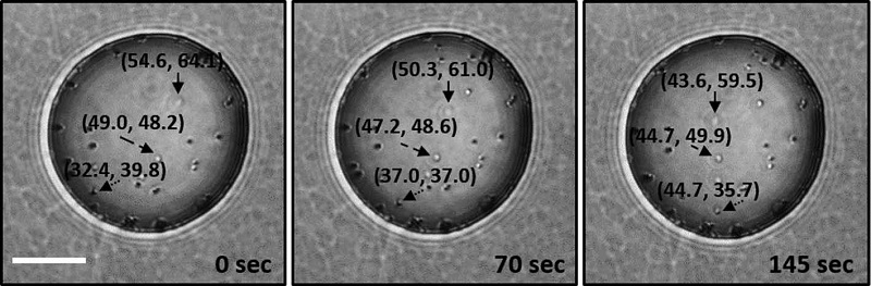 Fig. 1. Fig. 1.